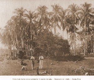 Parque de Cocos, en la cercanía de Puerto Limón